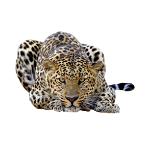 Leopard PNG-14820